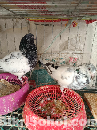 এক জোড়া কালো গোলা কবুতর (pigeon)